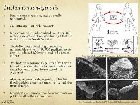 Trichomonas vaginalis