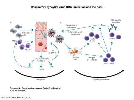 Respiratory syncytial virus (RSV) infection and the host.