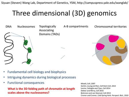 Three dimensional (3D) genomics