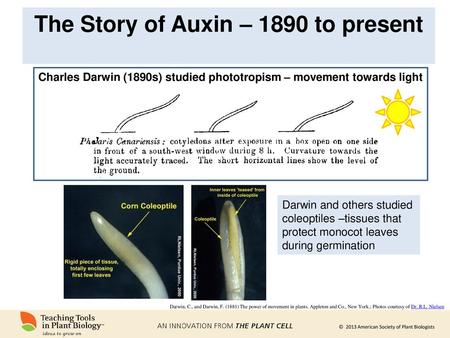 The Story of Auxin – 1890 to present