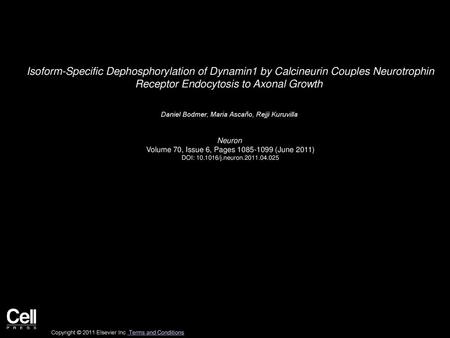 Isoform-Specific Dephosphorylation of Dynamin1 by Calcineurin Couples Neurotrophin Receptor Endocytosis to Axonal Growth  Daniel Bodmer, Maria Ascaño,