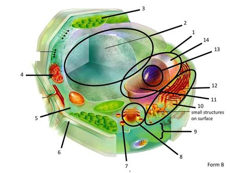 3 2 1 14 13 4 12 11 10 small structures on surface 5 9 6 8 Form B 7.