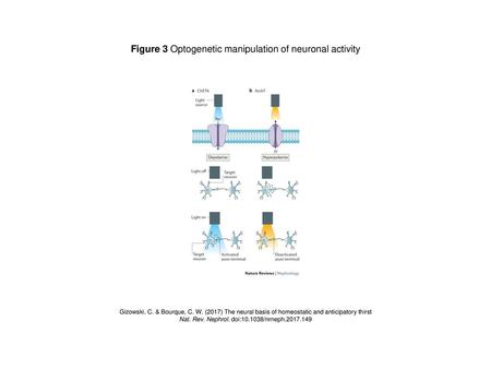 Figure 3 Optogenetic manipulation of neuronal activity