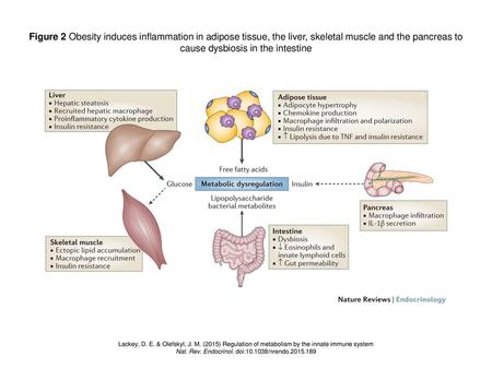 Nat. Rev. Endocrinol. doi: /nrendo