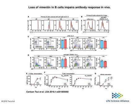 Loss of vimentin in B cells impairs antibody response in vivo.