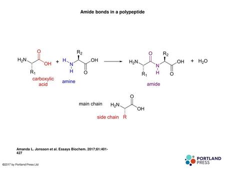 Amide bonds in a polypeptide