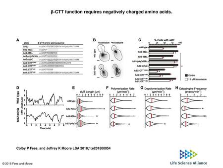 β-CTT function requires negatively charged amino acids.