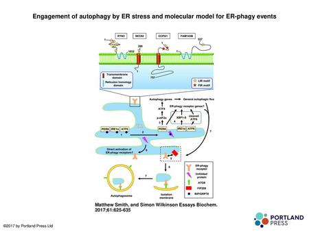 Engagement of autophagy by ER stress and molecular model for ER-phagy events Engagement of autophagy by ER stress and molecular model for ER-phagy events.