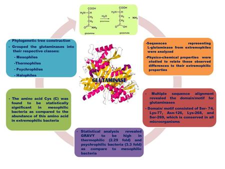 GLUTAMINASE - Phylogenetic tree construction