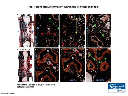 Fig. 4 Bone tissue formation within the Ti-mesh channels.