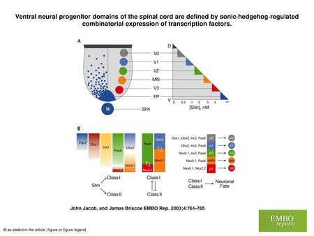 Ventral neural progenitor domains of the spinal cord are defined by sonic‐hedgehog‐regulated combinatorial expression of transcription factors. Ventral.