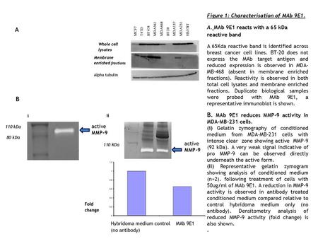 B. MAb 9E1 reduces MMP-9 activity in MDA-MB-231 cells. A