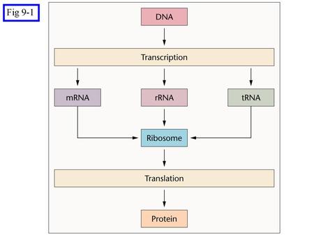 Fig 9-1 Figure: 09-01 Caption: Simplified view of information flow involving DNA, RNA, and proteins within cells.