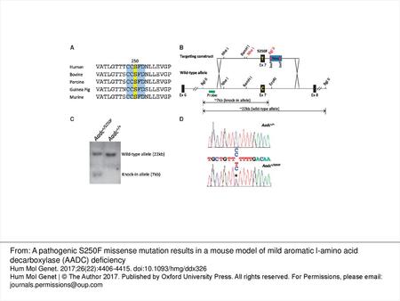 Figure 1. Generation of the S250F Aadc mutant mice