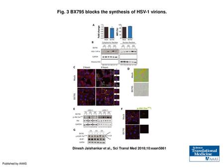 Fig. 3 BX795 blocks the synthesis of HSV-1 virions.