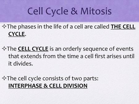 Cell Cycle & Mitosis The phases in the life of a cell are called THE CELL 	CYCLE. The CELL CYCLE is an orderly sequence of events 	that extends from the.