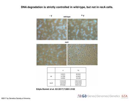 DNA degradation is strictly controlled in wild-type, but not in recA cells. DNA degradation is strictly controlled in wild-type, but not in recA cells.