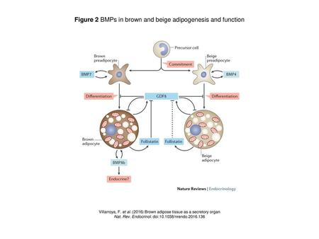 Figure 2 BMPs in brown and beige adipogenesis and function