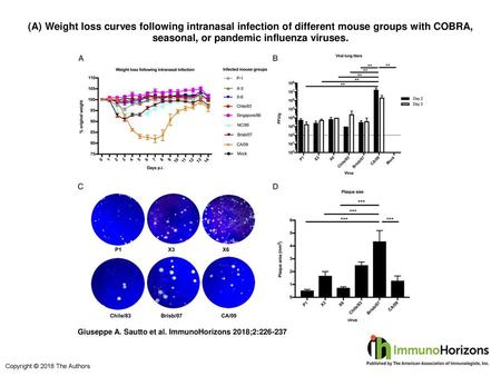 (A) Weight loss curves following intranasal infection of different mouse groups with COBRA, seasonal, or pandemic influenza viruses. (A) Weight loss curves.