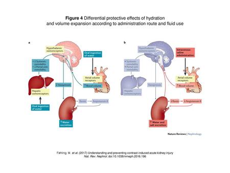 Figure 4 Differential protective effects of hydration