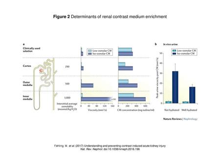 Figure 2 Determinants of renal contrast medium enrichment