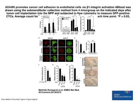 ADAM8 promotes cancer cell adhesion to endothelial cells via β1‐integrin activation ABlood was drawn using the submandibular collection method from 4 mice/group.