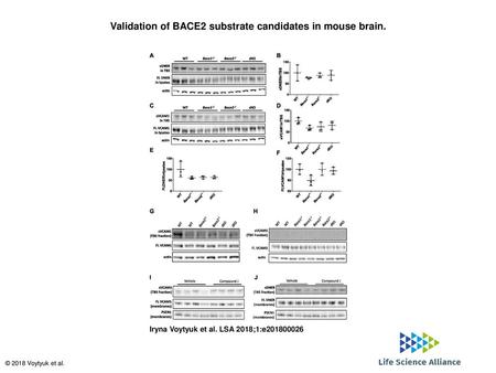 Validation of BACE2 substrate candidates in mouse brain.