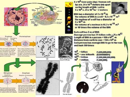 DNA stiffness and ability to be bent What role does this play for binding of proteins? Example: 434 repressor; this is a protein from the.