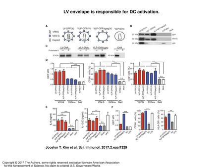 LV envelope is responsible for DC activation.