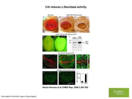 Crb reduces γ‐Secretase activity.