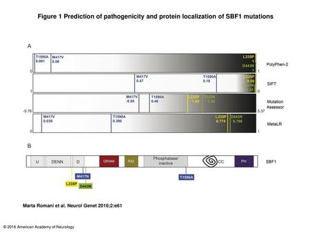 Figure 1 Prediction of pathogenicity and protein localization of SBF1 mutations Prediction of pathogenicity and protein localization of SBF1 mutations.