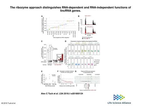 The ribozyme approach distinguishes RNA-dependent and RNA-independent functions of lincRNA genes. The ribozyme approach distinguishes RNA-dependent and.