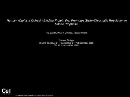 Human Wapl Is a Cohesin-Binding Protein that Promotes Sister-Chromatid Resolution in Mitotic Prophase  Rita Gandhi, Peter J. Gillespie, Tatsuya Hirano 