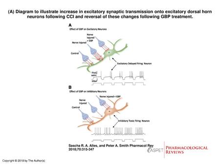 (A) Diagram to illustrate increase in excitatory synaptic transmission onto excitatory dorsal horn neurons following CCI and reversal of these changes.