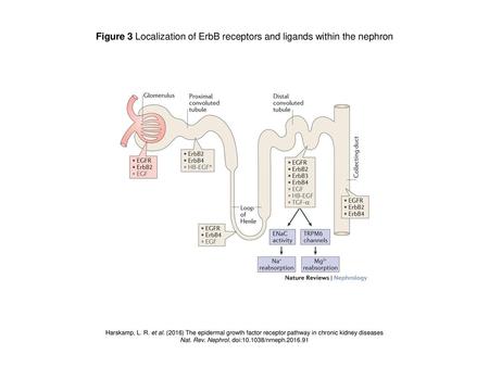 Figure 3 Localization of ErbB receptors and ligands within the nephron