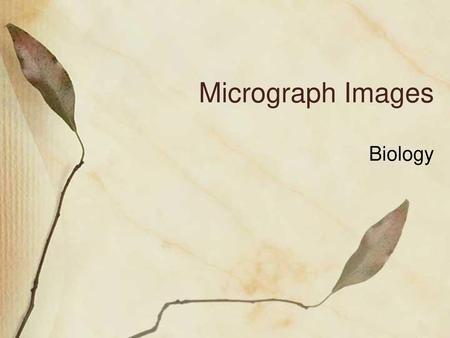 Micrograph Images Biology.