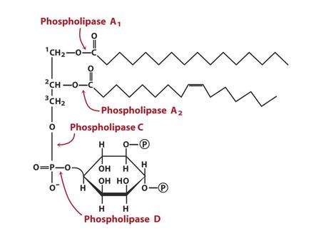 Induce the constriction of smooth muscle, especially in FIGURE 8.34 Leukotriene C. Induce the constriction of smooth muscle, especially.