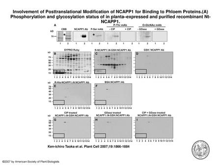 Involvement of Posttranslational Modification of NCAPP1 for Binding to Phloem Proteins.(A) Phosphorylation and glycosylation status of in planta–expressed.