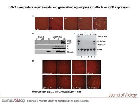 SYNV core protein requirements and gene silencing suppressor effects on GFP expression. SYNV core protein requirements and gene silencing suppressor effects.