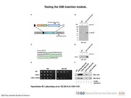 Testing the iGM insertion module.