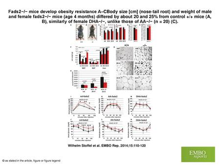 Fads2−/− mice develop obesity resistance A–CBody size [cm] (nose‐tail root) and weight of male and female fads2−/− mice (age 4 months) differed by about.