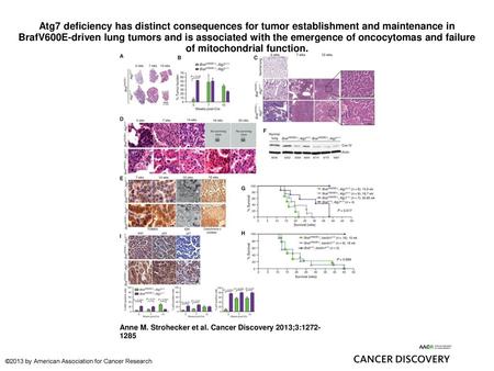 Atg7 deficiency has distinct consequences for tumor establishment and maintenance in BrafV600E-driven lung tumors and is associated with the emergence.