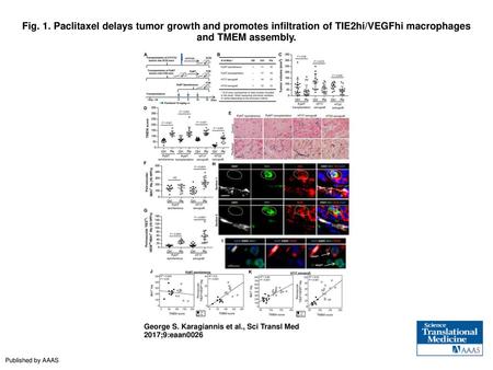 Fig. 1. Paclitaxel delays tumor growth and promotes infiltration of TIE2hi/VEGFhi macrophages and TMEM assembly. Paclitaxel delays tumor growth and promotes.