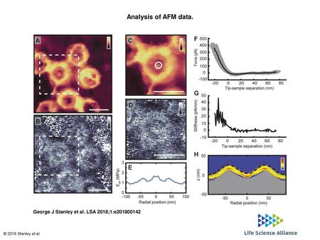 Analysis of AFM data. Analysis of AFM data. (A) Image of cytoplasmic side of the NE recorded with PeakForce QNM (2 kHz), as recorded for maximum indentation.