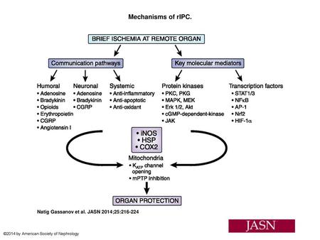 Mechanisms of rIPC. Mechanisms of rIPC. AP-1, activator protein-1; cGMP, cyclic guanosine monophosphate; CGRP, calcitonin gene-related peptide; COX2, cyclooxygenase.