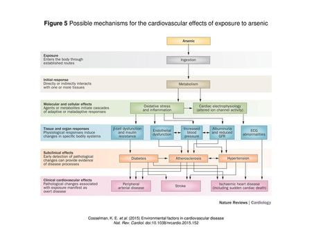 Nat. Rev. Cardiol. doi: /nrcardio