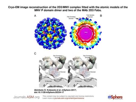 Cryo-EM image reconstruction of the 2D3/MNV complex fitted with the atomic models of the MNV P domain dimer and two of the MAb 2D3 Fabs. Cryo-EM image.