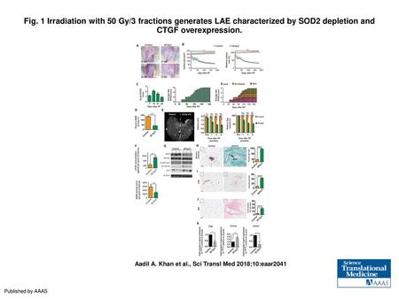 Fig. 1 Irradiation with 50 Gy/3 fractions generates LAE characterized by SOD2 depletion and CTGF overexpression. Irradiation with 50 Gy/3 fractions generates.