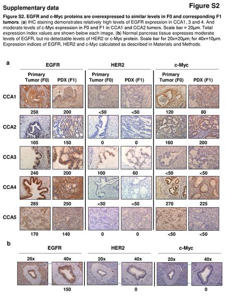 Figure S2 Supplementary data a b CCA1 CCA2 CCA4 CCA3 CCA5 EGFR HER2