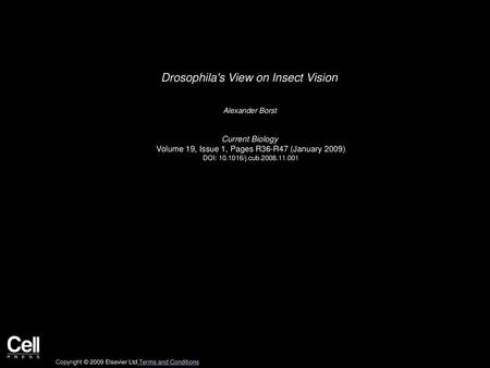 Drosophila's View on Insect Vision